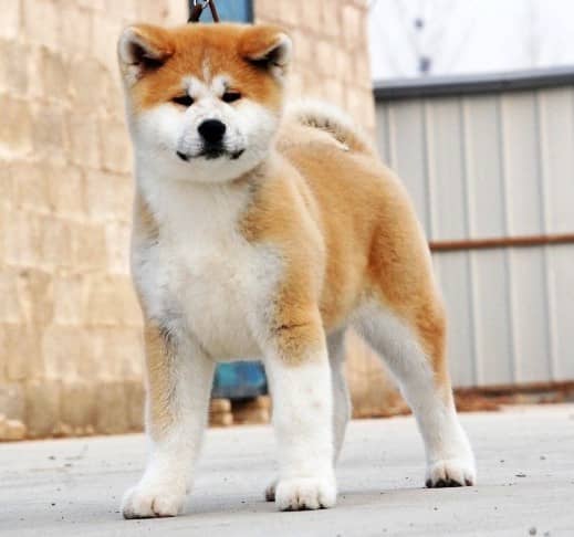 秋田犬 秋田犬生活习性 秋田犬的性格