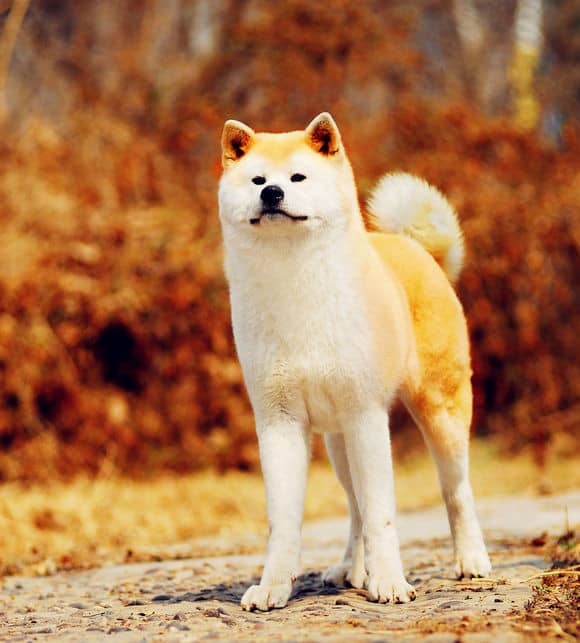 秋田犬训练 秋田犬长相 秋田犬标准