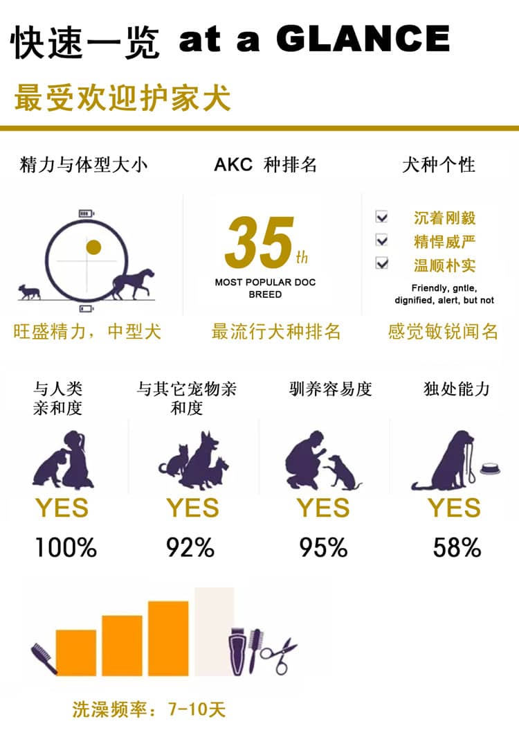 秋田犬介绍 秋田专业培训 上海爱家宠物学校.jpg