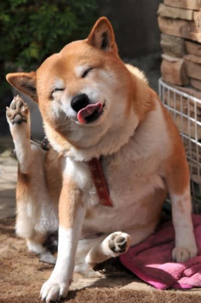 秋田犬不好的习惯 秋田犬训练 狗狗训练.jpg