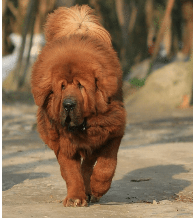 藏獒犬专业训练.上海爱家训狗基地