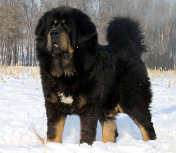 藏獒犬培训.上海爱家训犬学校