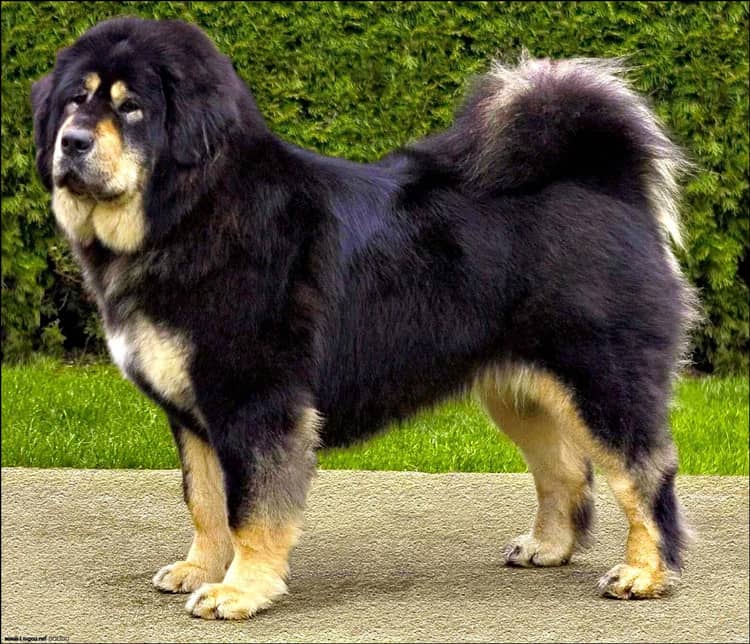 藏獒训练 藏獒犬培训 爱家训狗基地.jpg