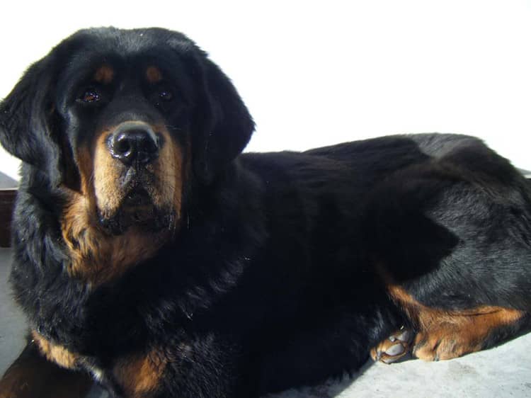 藏獒犬专业训练 上海爱家训狗基地.jpg