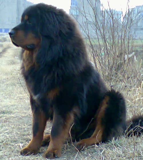 藏獒犬培训 爱家宠物学校.jpg