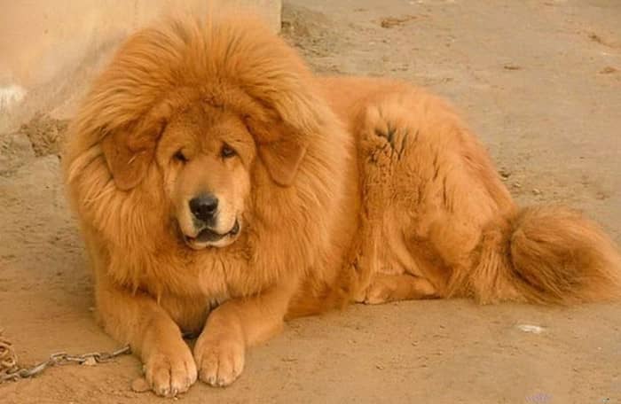 藏獒犬培训 狗狗训练学校.jpg