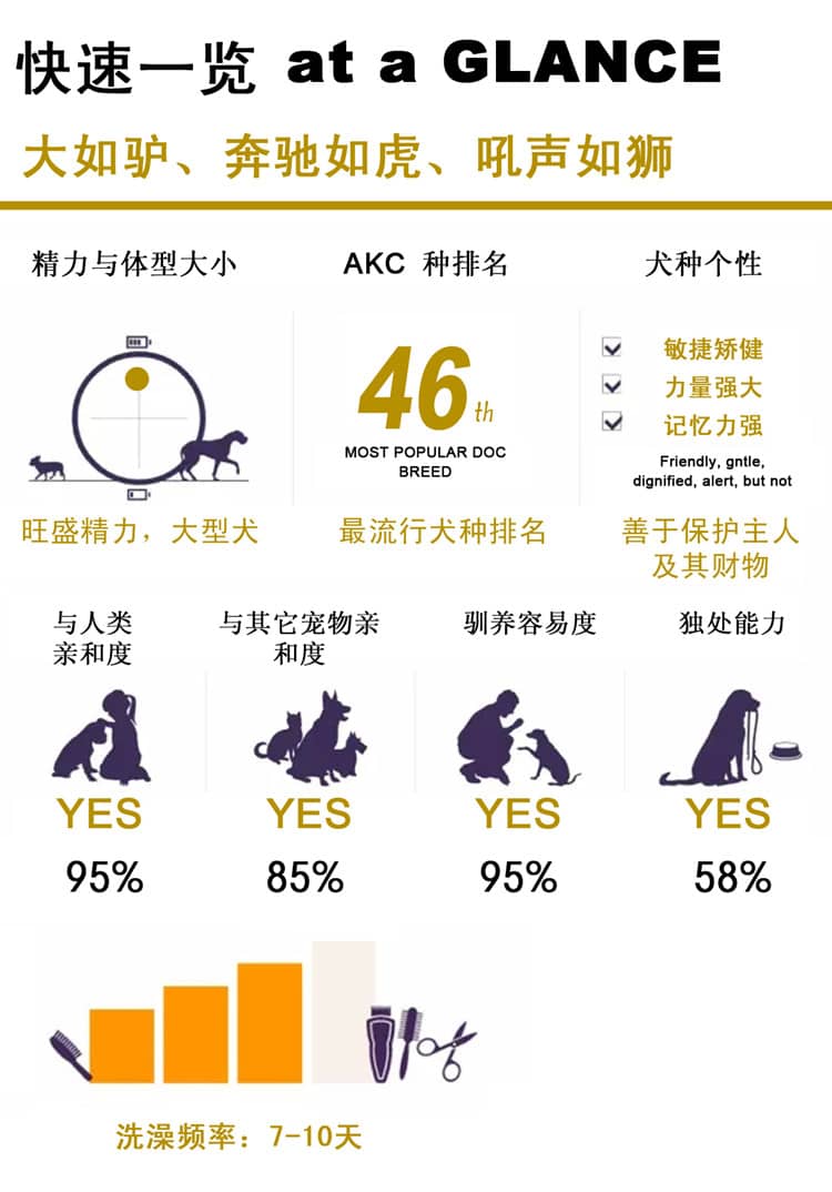 藏獒犬性格介绍 藏獒犬训练狗狗学校爱家训狗基地.jpg