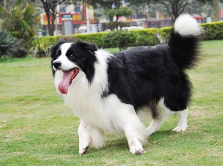 边境犬户外运动 边境犬训练 爱家训狗基地.jpg