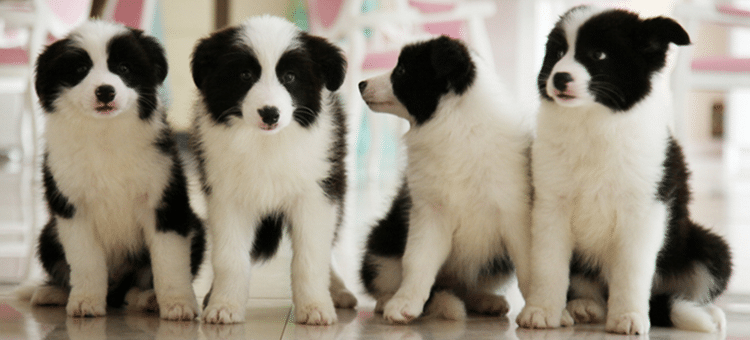 边境犬训练 边境犬.边境犬青年期 