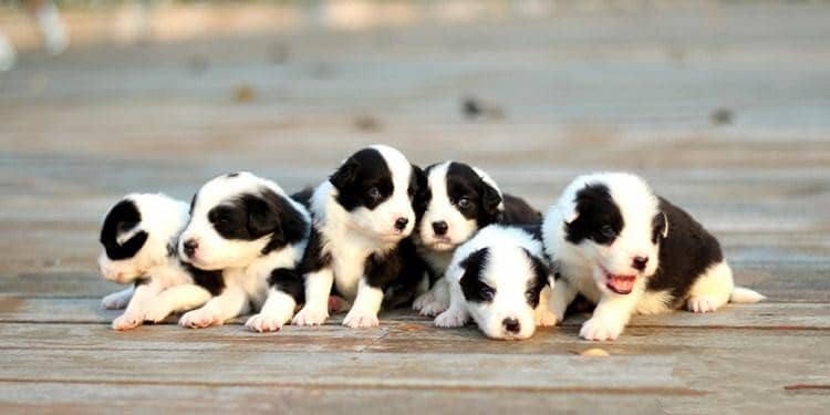 边境犬.边境犬小的时候