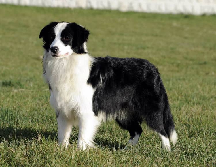 边境犬培训 边境犬训练 上海爱家训狗基地.