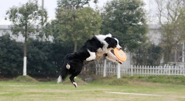 边境飞盘训练.花样飞盘训练