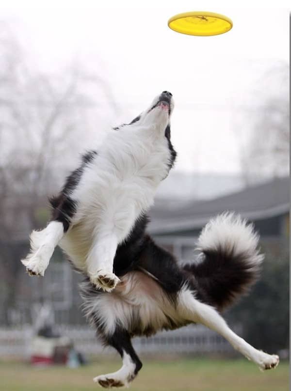 边境接飞盘花样训练 边境接飞盘训练