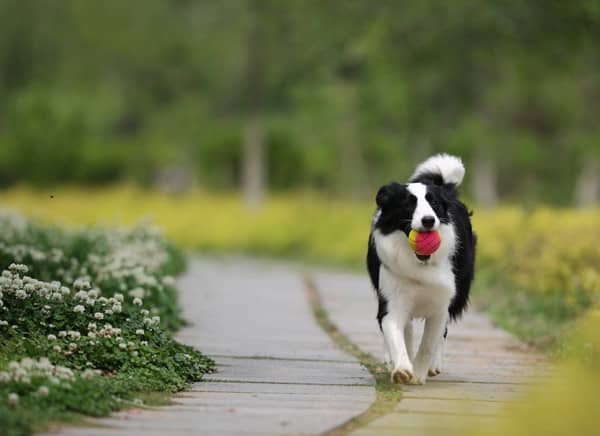 边境犬拿东西训练 边境犬训练 爱家宠物学校.jpg