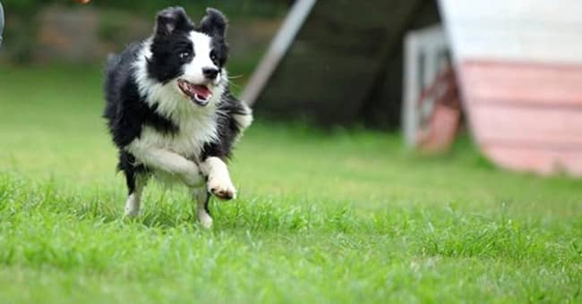 边境犬户外运动训练 边境培训 边境训练.jpg