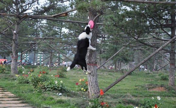 边境犬上树 边境犬专业训练训狗基地.jpg