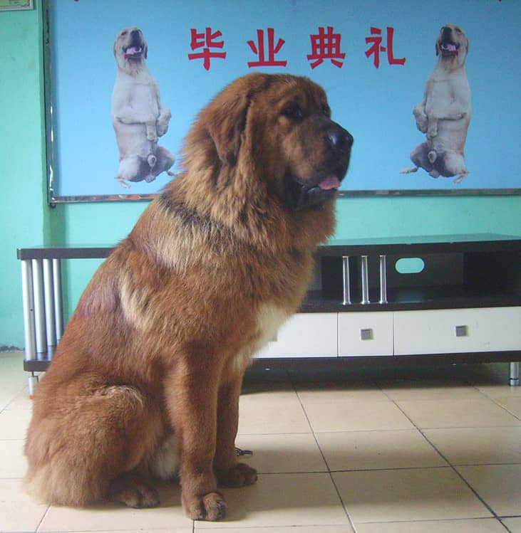 藏獒毕业了.上海爱家训狗学校