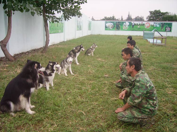 哈士奇专业训练爱家训狗基地.jpg