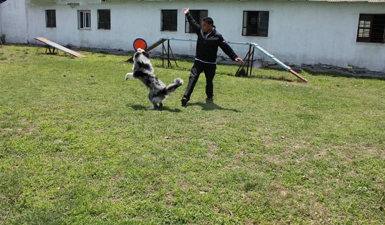 边境犬飞碟训练 边境犬训练上海爱家训狗基地.jpg