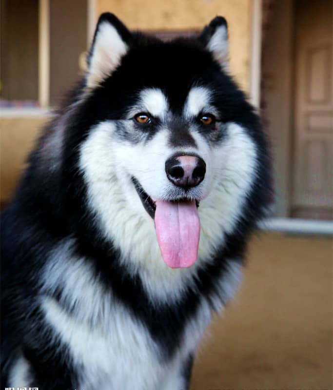 阿拉斯加训练.阿拉斯加犬培训