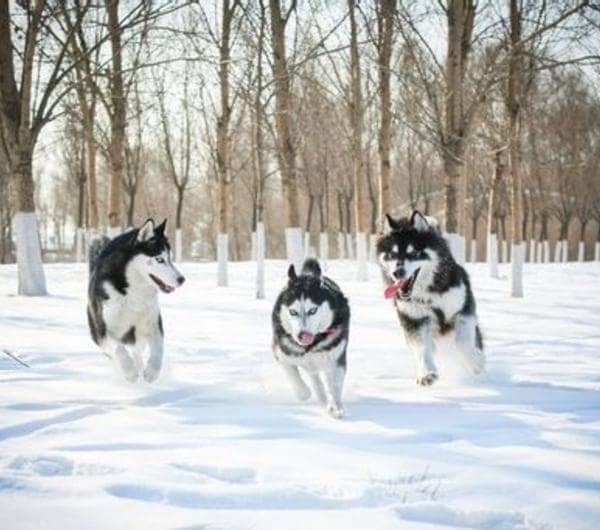 阿拉斯加犬培训.上海爱家宠物学校阿拉斯加训练