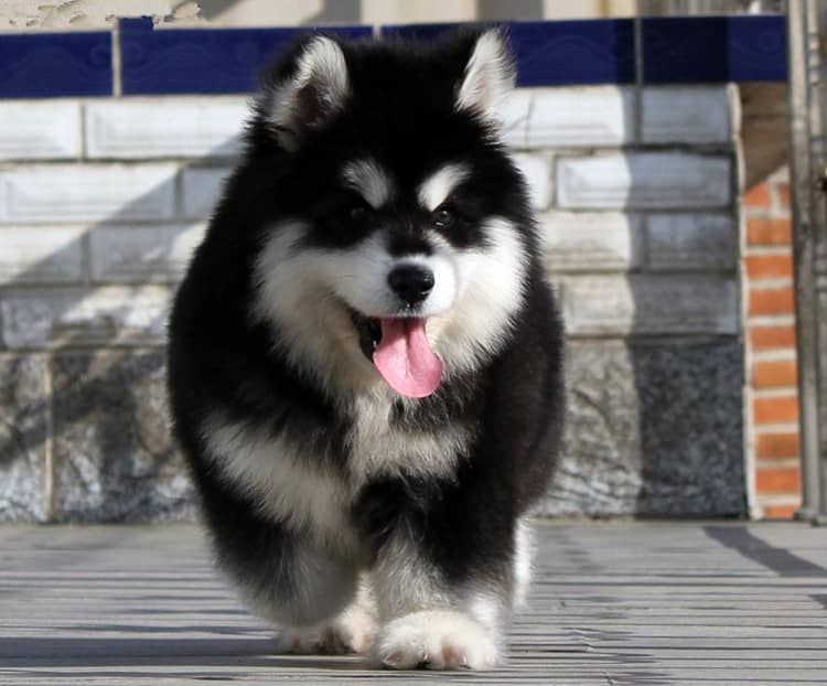 阿拉斯加幼犬培训 上海爱家狗狗学校.jpg