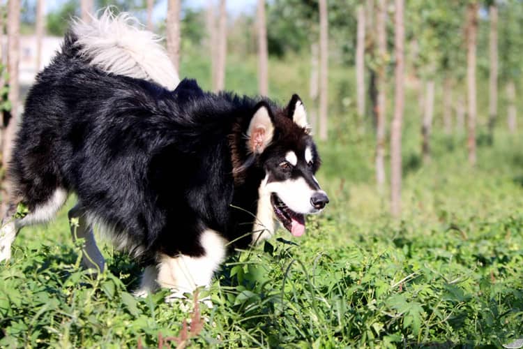 阿拉斯加犬狗狗学校 阿拉斯加犬运动训练