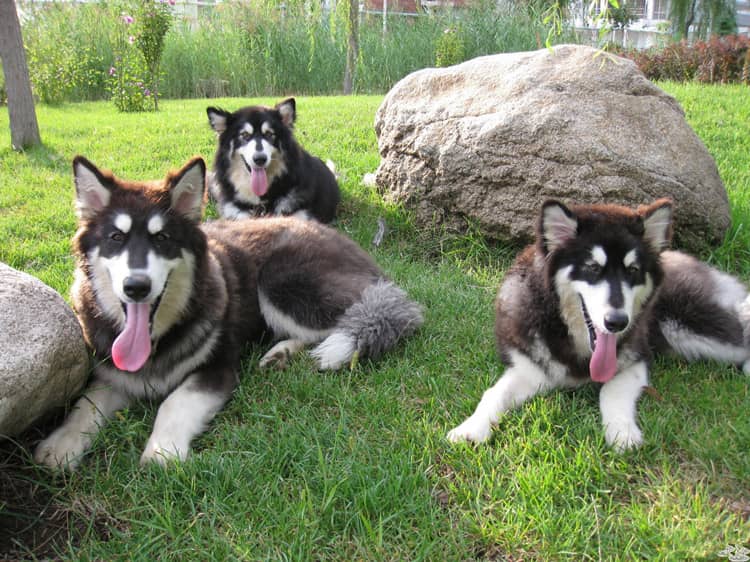 阿拉斯加雪橇犬.阿拉斯加价格 阿拉斯加培训