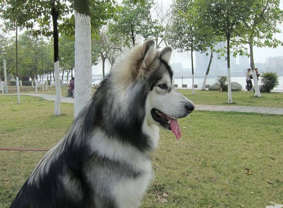 阿拉斯加专业训练.阿拉斯加上课 