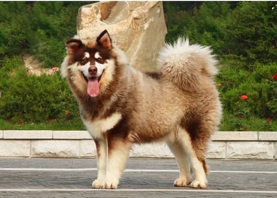 红色阿拉斯加犬 阿拉斯加训练 训狗学校