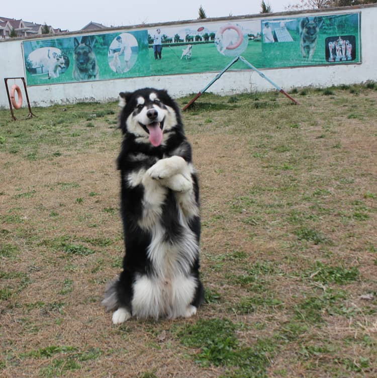 阿拉斯加犬毕业照 阿拉斯加狗狗培训爱家训狗基地.jpg