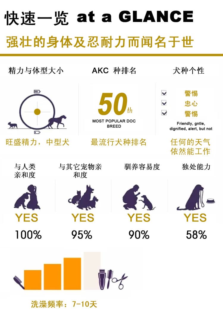 阿拉斯加性格 阿拉斯加犬训练 爱家训狗基地.jpg