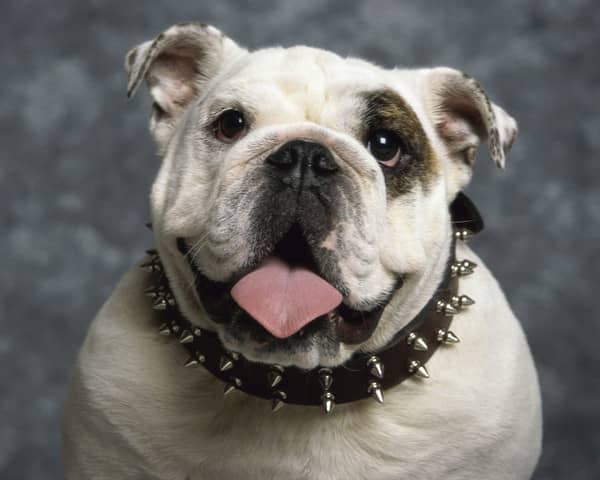 英国斗牛犬训练爱家训狗基地.