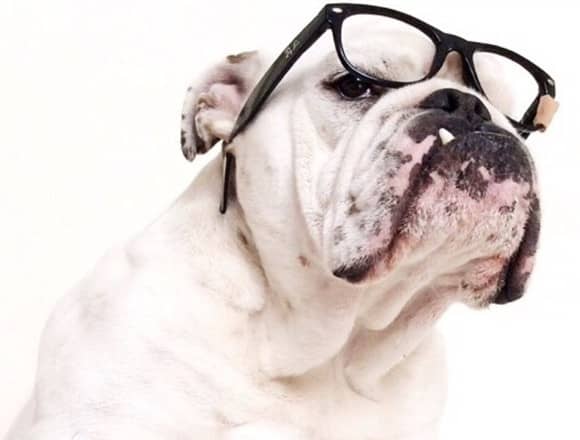 英国斗牛犬训练.英国斗牛犬训练图片