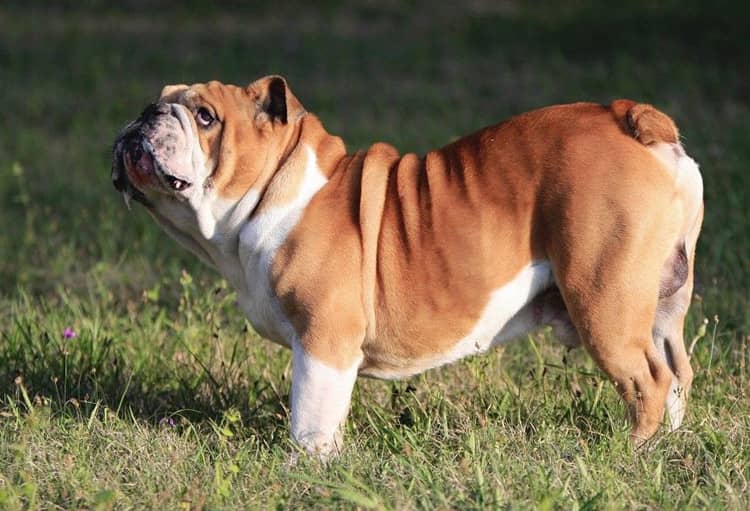  斗牛犬体型 英国斗牛犬训练爱家训狗学校.jpg