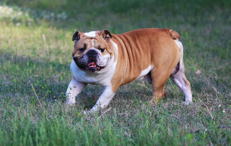 英国斗牛犬.英国斗牛体重