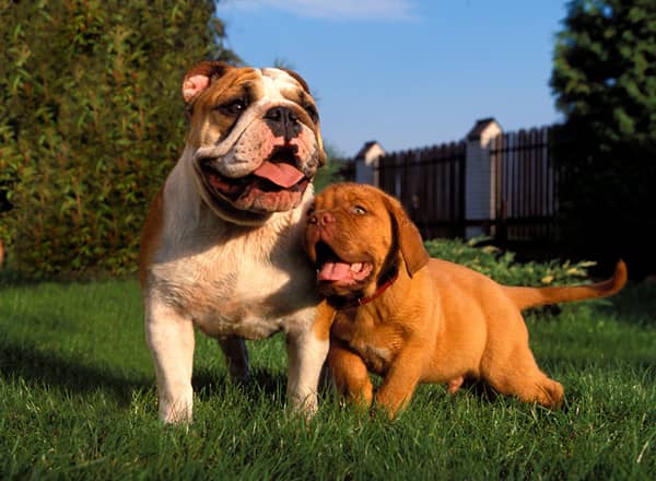 英国斗牛训练照.斗牛犬玩耍