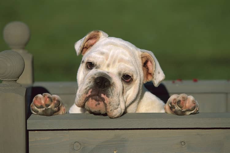 英国斗牛培训.英国斗牛卖萌照