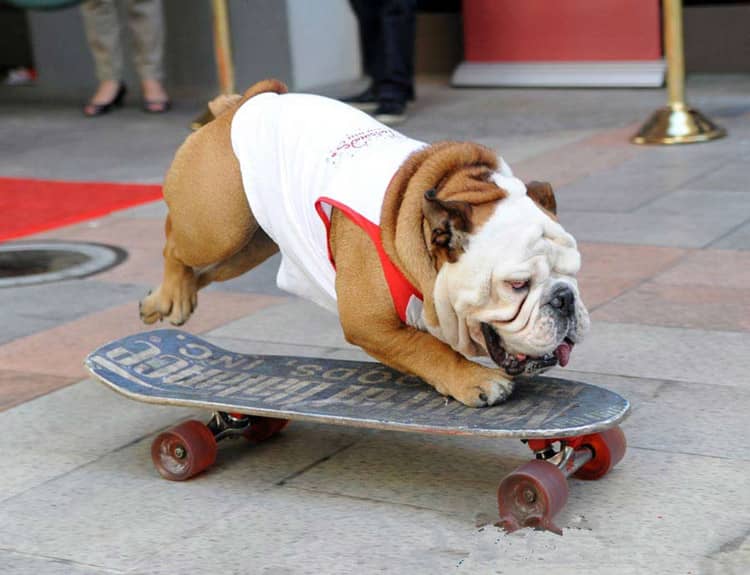 斗牛犬滑板.英国斗牛犬滑板训练