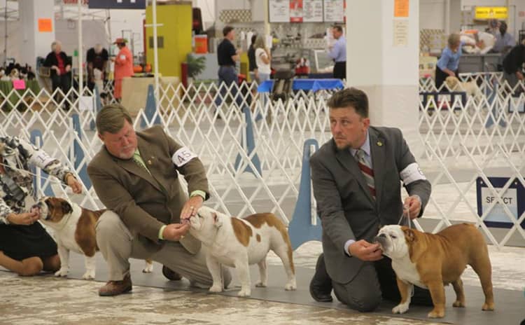 英国斗牛比赛 英国斗牛犬训练中
