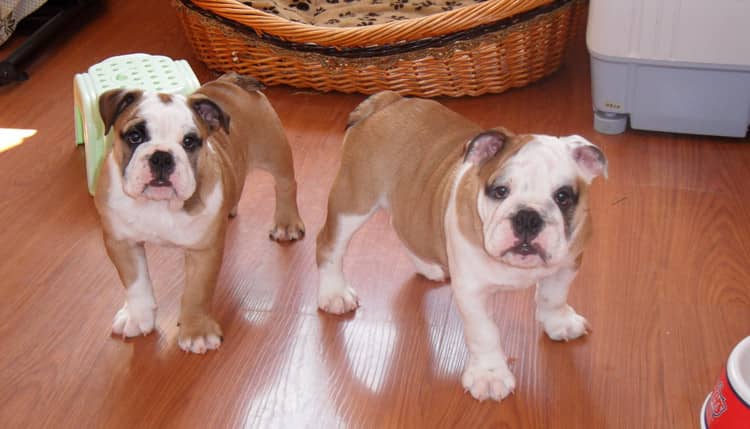 斗牛小的时候 英国斗牛犬训练 英国斗牛犬培训.jpg