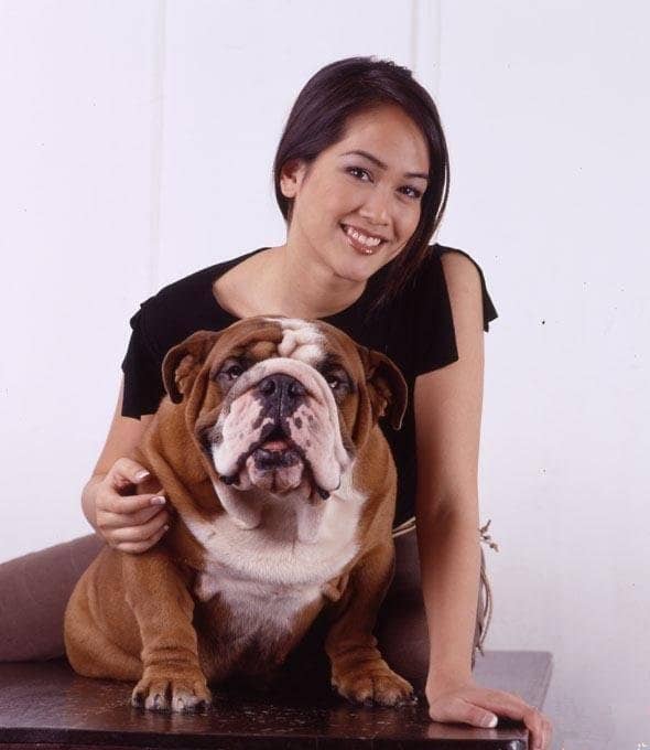 英国斗牛犬与明星犬 英国斗牛犬训练英国斗牛犬培训过程.jpg