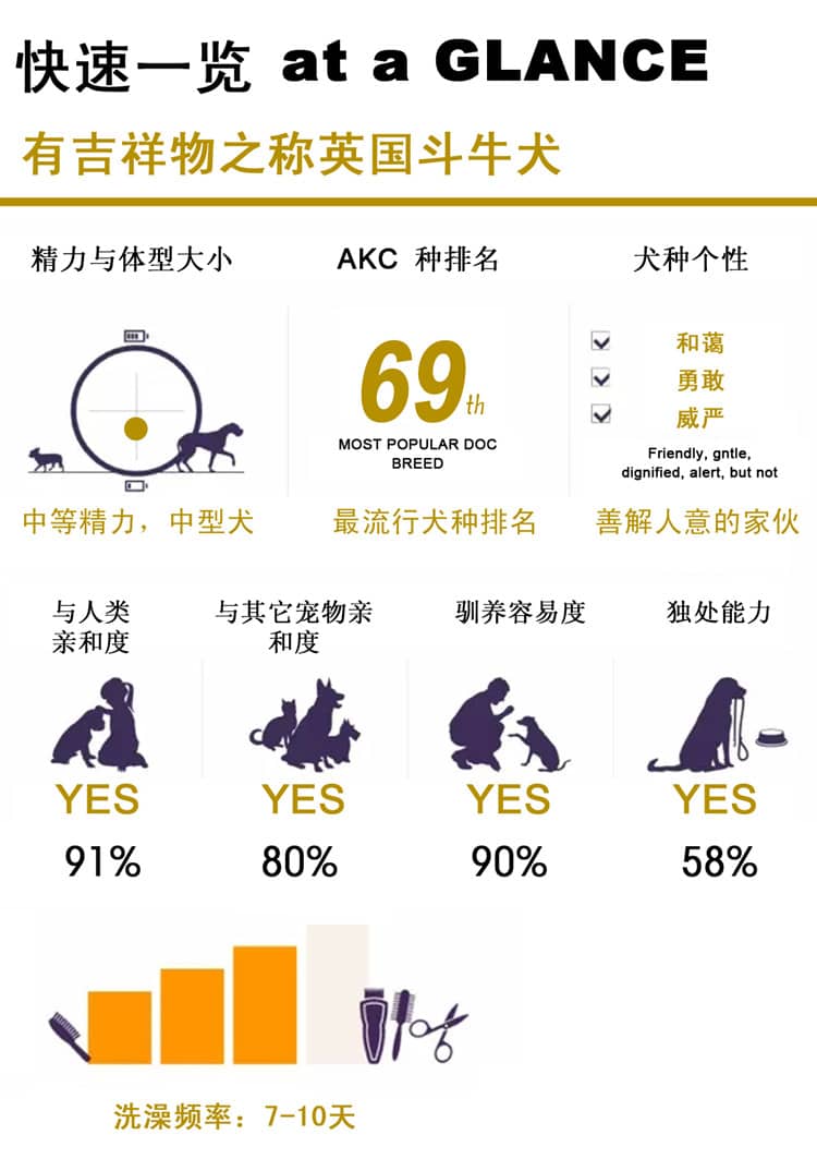 斗牛性格介绍 英国斗牛上海爱家训狗基地.jpg