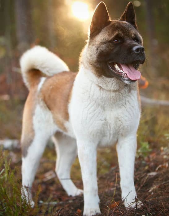 秋田犬的性格 秋田犬图片 秋田犬介绍