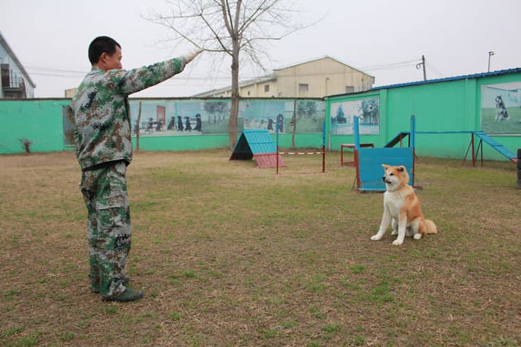 秋田犬 秋田全犬训练 上海爱家训狗基地专业秋田犬训练