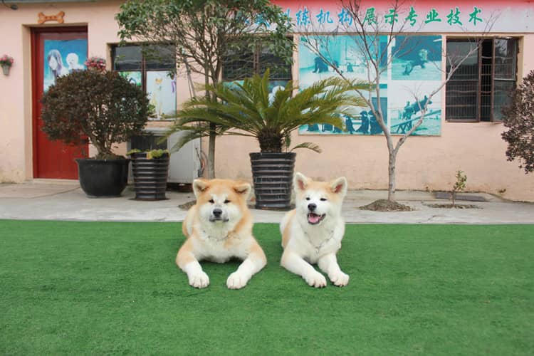 秋田犬训练 秋田犬.秋田犬上课中