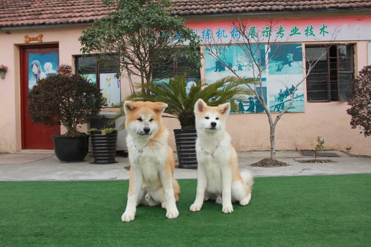 秋田犬培训 秋田犬.训练秋田听话