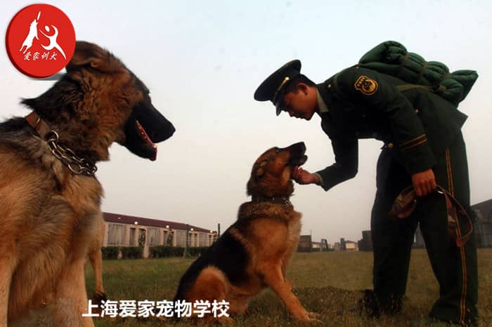 警犬训练军犬训练.jpg