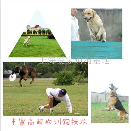 训狗基地 训狗 训狗学校
