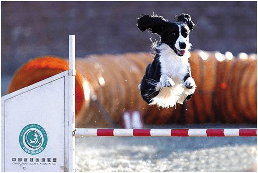 狗狗冲冲 狗狗运动 狗狗训练